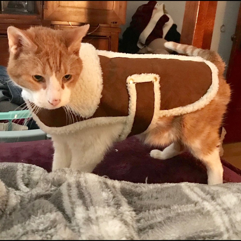 Adorable Sherpa pet sweater